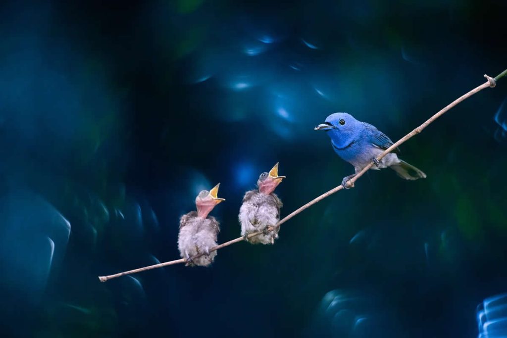 Indian Bird Photography by Kaushik Ghosh