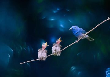Indian Bird Photography by Kaushik Ghosh
