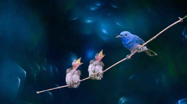 Indian Bird Photography by Kaushik Ghosh