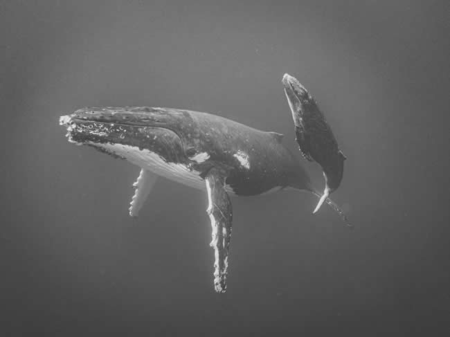 2025 iPhone Photography Awards Winners