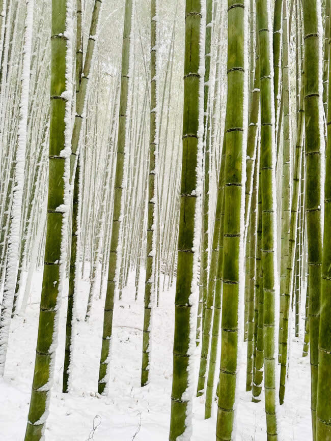 2025 iPhone Photography Awards Winners