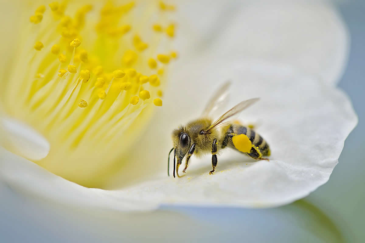 30 Mind-Blowing Macro Photos That Reveal a Hidden World You’ve Never Noticed Before