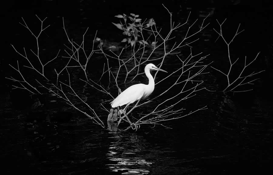 Nature and Wildlife Winners 2025 Monovisions Photography Awards