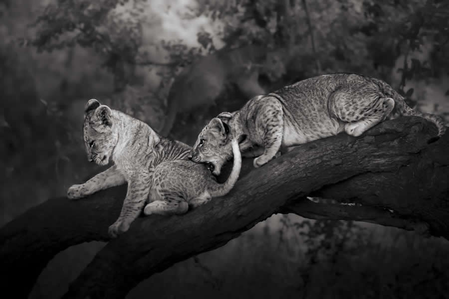 Nature and Wildlife Winners 2025 Monovisions Photography Awards