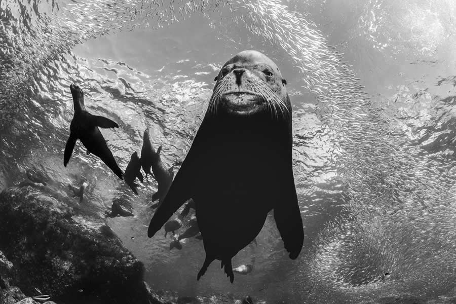 Nature and Wildlife Winners 2025 Monovisions Photography Awards