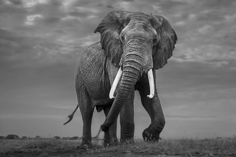 Nature and Wildlife Winners 2025 Monovisions Photography Awards