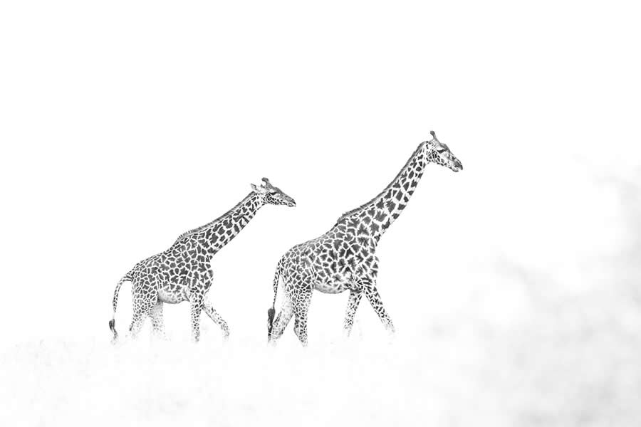 Nature and Wildlife Winners 2025 Monovisions Photography Awards