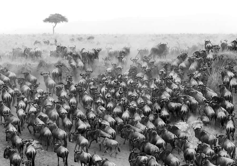 Nature and Wildlife Winners 2025 Monovisions Photography Awards