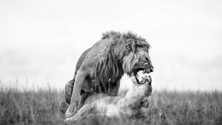 Nature and Wildlife Winners 2025 Monovisions Photography Awards