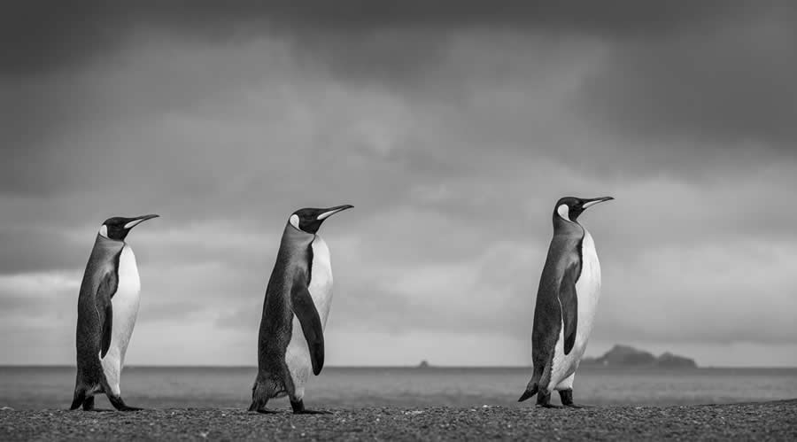 Nature and Wildlife Winners 2025 Monovisions Photography Awards
