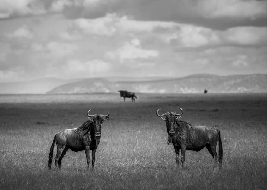 Nature and Wildlife Winners 2025 Monovisions Photography Awards