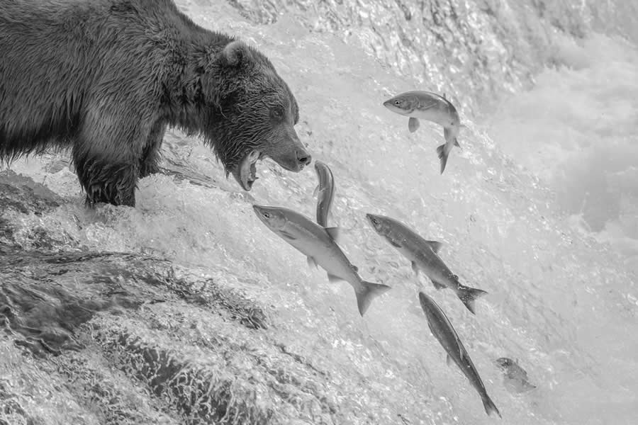 Nature and Wildlife Winners 2025 Monovisions Photography Awards
