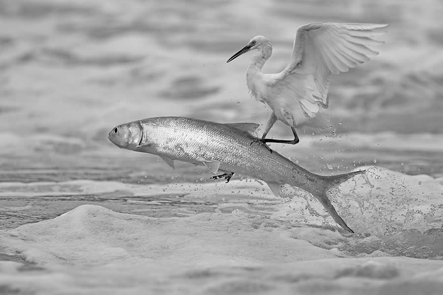 Nature and Wildlife Winners 2025 Monovisions Photography Awards