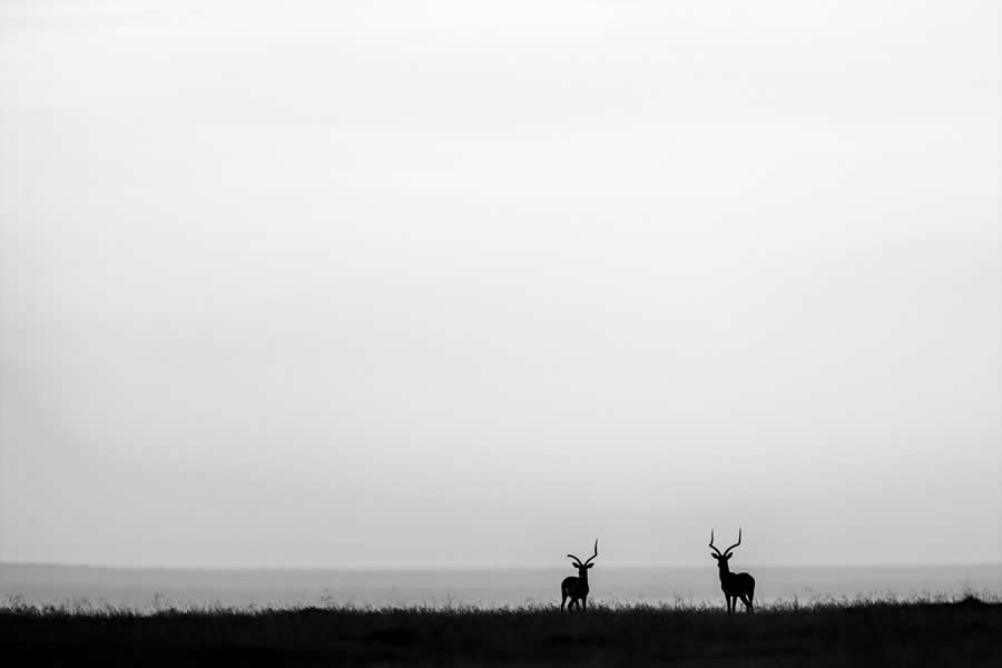 Nature and Wildlife Winners 2025 Monovisions Photography Awards