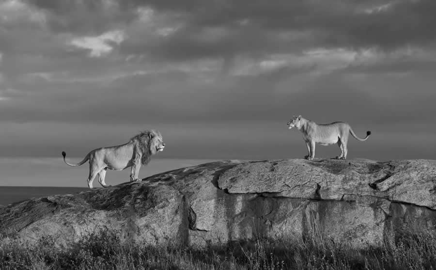 Nature and Wildlife Winners 2025 Monovisions Photography Awards