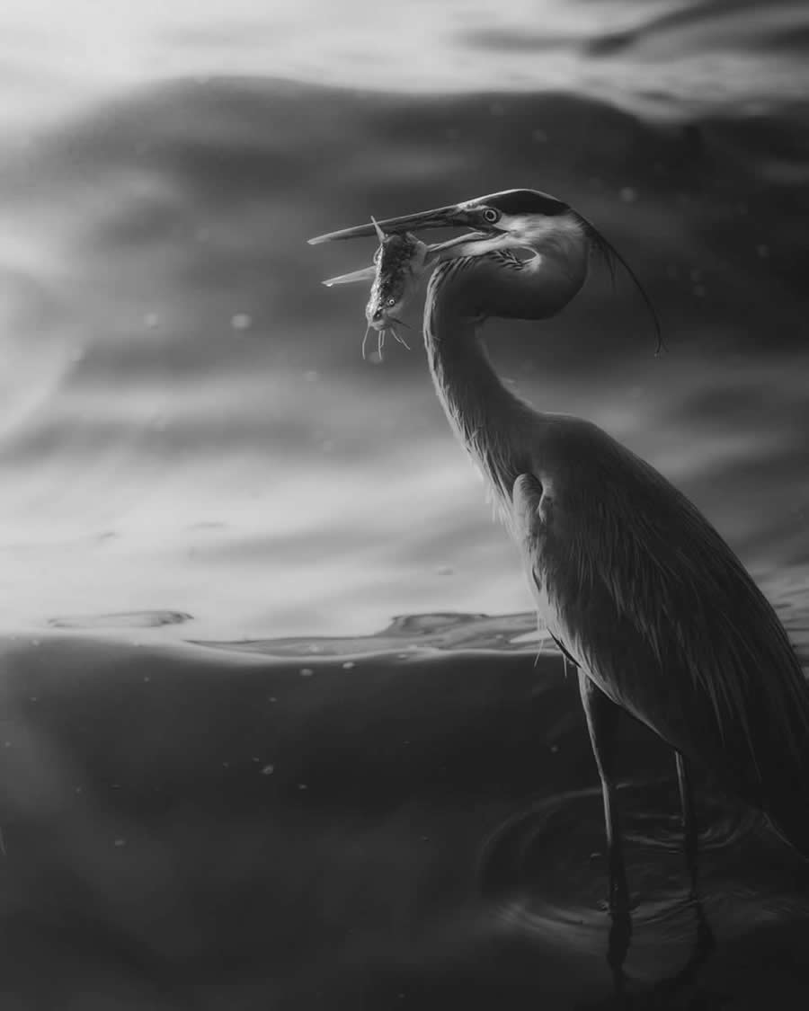 Nature and Wildlife Winners 2025 Monovisions Photography Awards