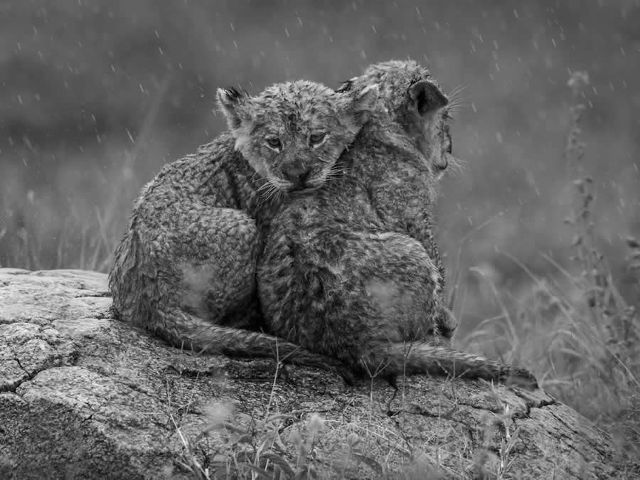 Nature and Wildlife Winners 2025 Monovisions Photography Awards