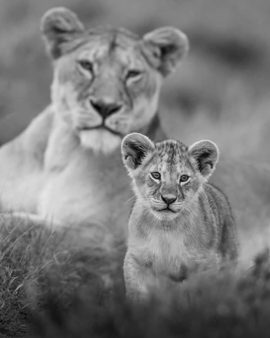 Nature and Wildlife Winners 2025 Monovisions Photography Awards
