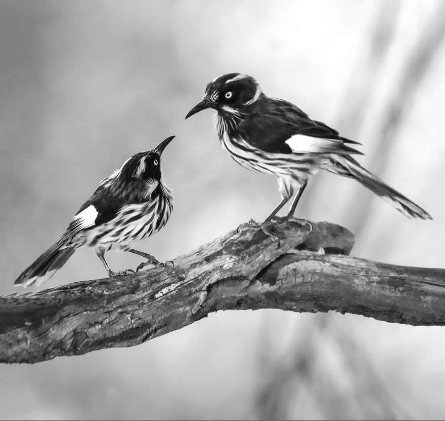 Nature and Wildlife Winners 2025 Monovisions Photography Awards
