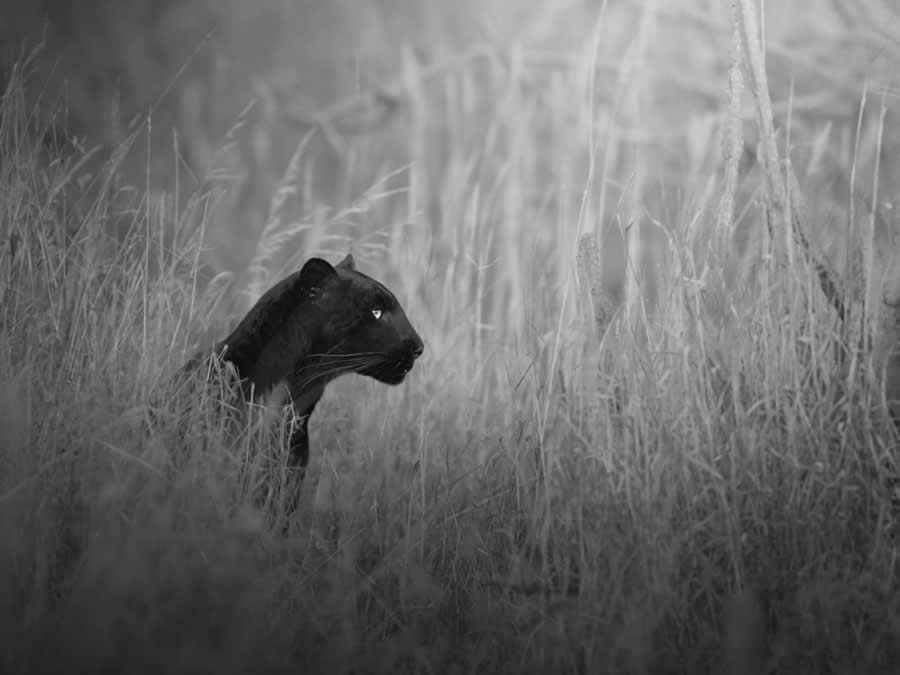 Nature and Wildlife Winners 2025 Monovisions Photography Awards