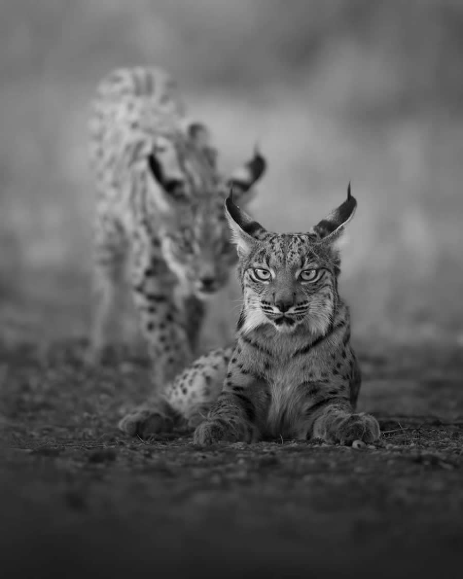 Nature and Wildlife Winners 2025 Monovisions Photography Awards