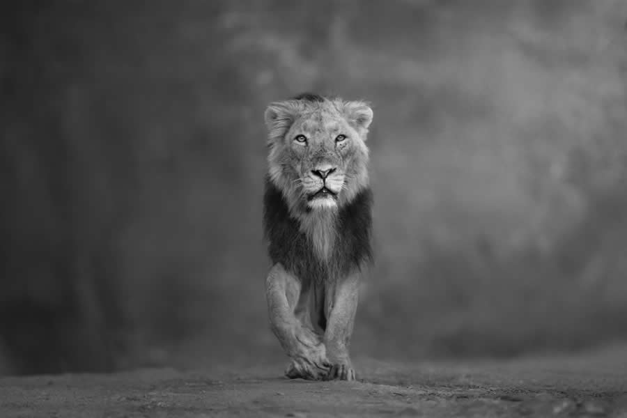 Nature and Wildlife Winners 2025 Monovisions Photography Awards