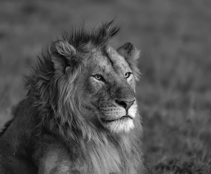 Nature and Wildlife Winners 2025 Monovisions Photography Awards