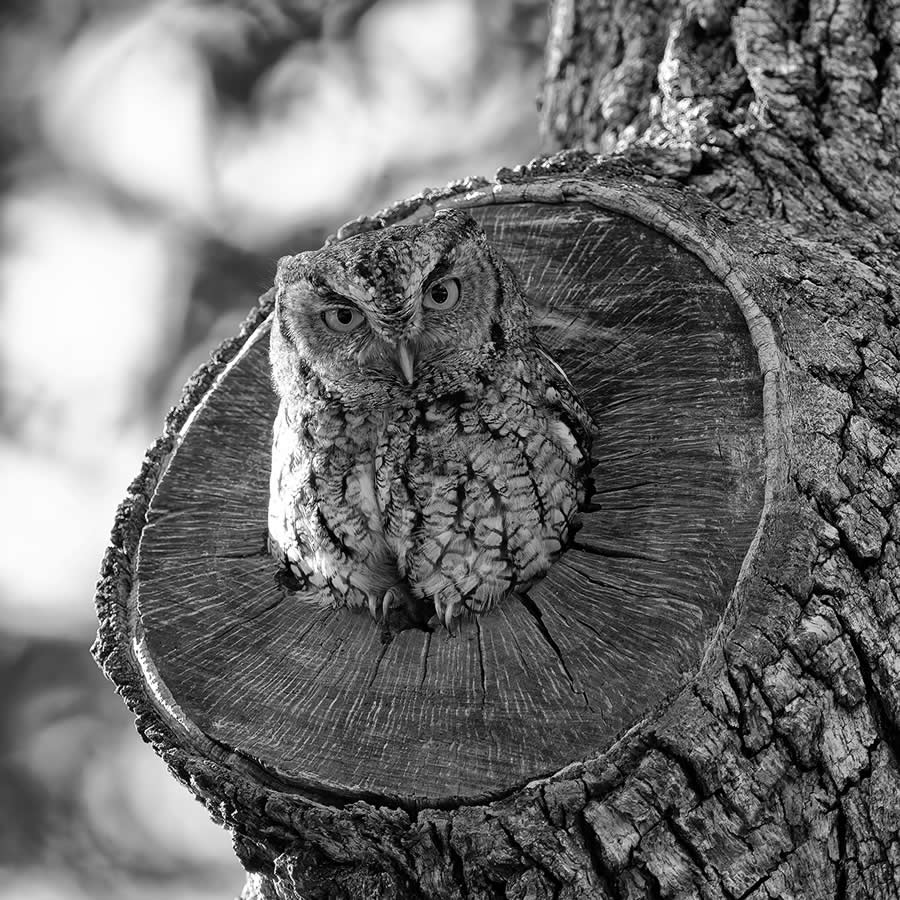 Nature and Wildlife Winners 2025 Monovisions Photography Awards