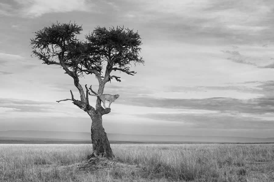 Nature and Wildlife Winners 2025 Monovisions Photography Awards
