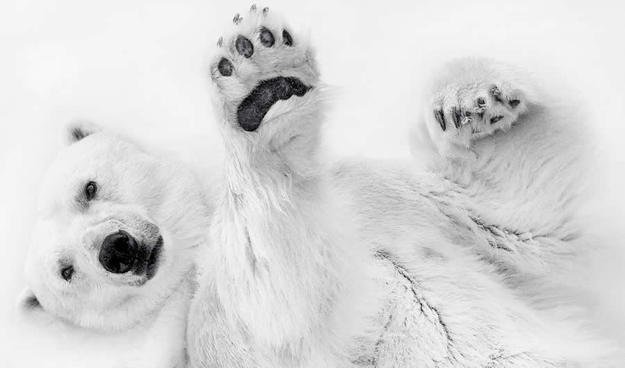 Nature and Wildlife Winners 2025 Monovisions Photography Awards