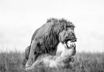 Nature and Wildlife Winners 2025 Monovisions Photography Awards