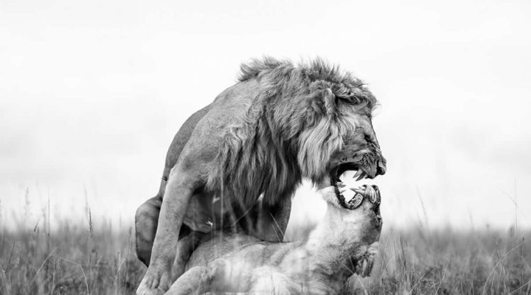 Nature and Wildlife Winners 2025 Monovisions Photography Awards