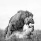 Nature and Wildlife Winners 2025 Monovisions Photography Awards