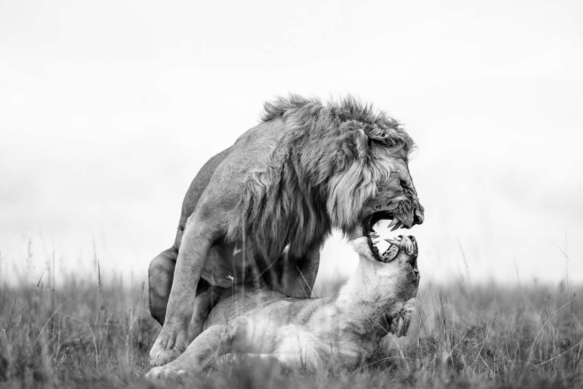 Nature and Wildlife Winners 2025 Monovisions Photography Awards