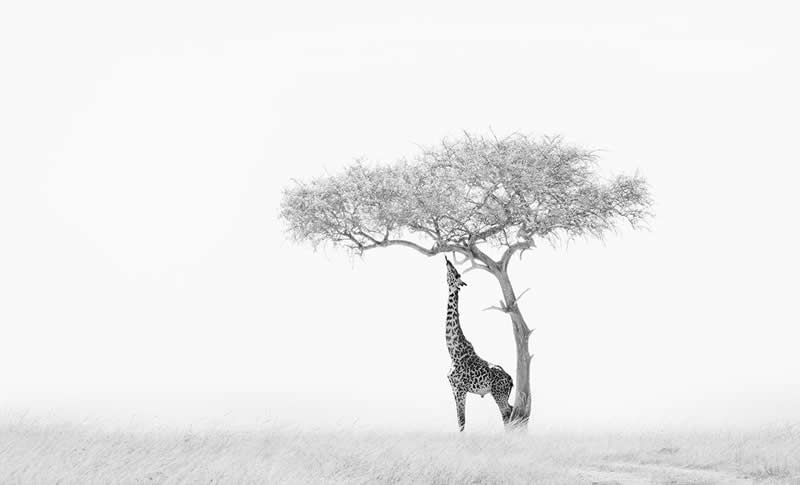 2025 Monovisions Black and White Photography Awards