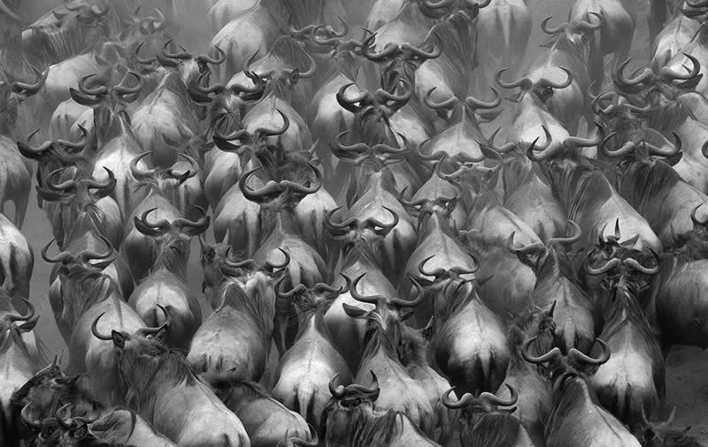 2025 Monovisions Black and White Photography Awards