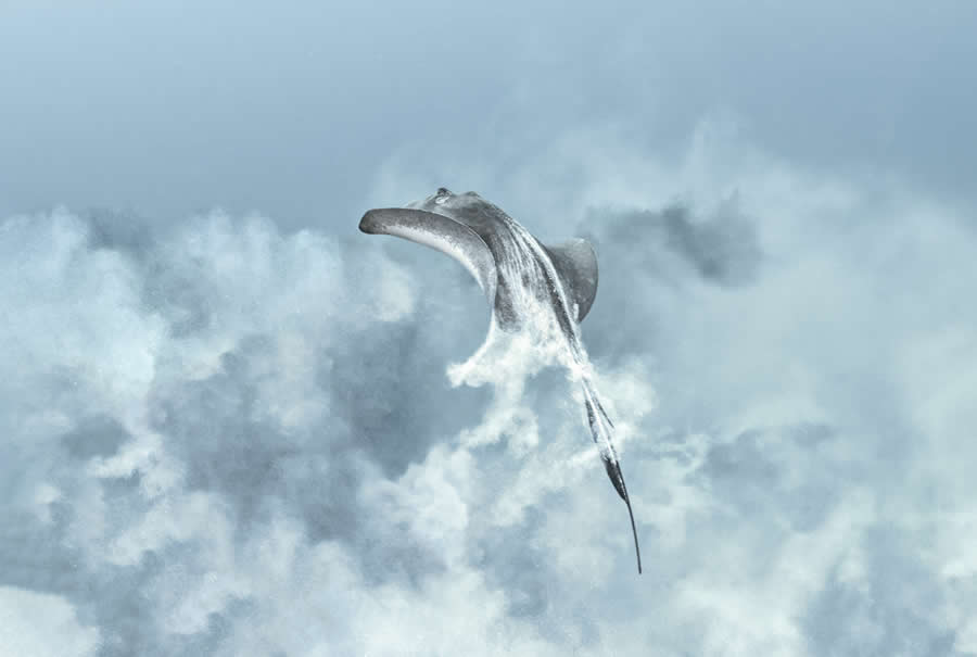 2025 Ocean Photographer Of The Year Finalists
