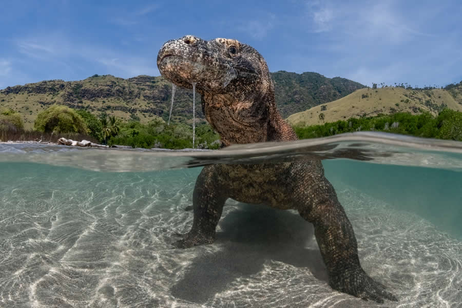 2025 Ocean Photographer Of The Year Finalists