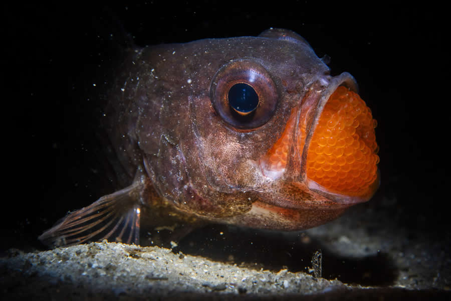 2025 Ocean Photographer Of The Year Finalists