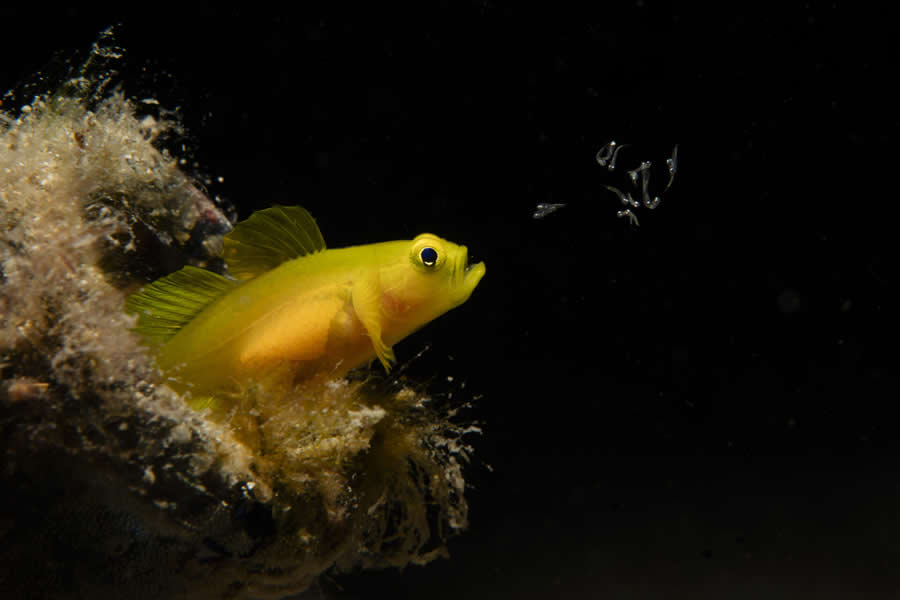 2025 Ocean Photographer Of The Year Finalists