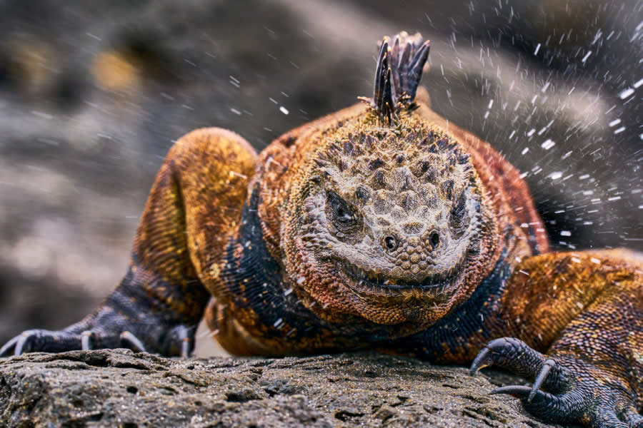2025 Ocean Photographer Of The Year Finalists