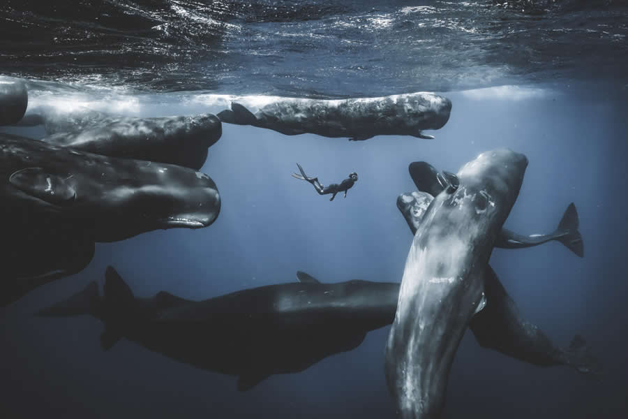 2025 Ocean Photographer Of The Year Finalists