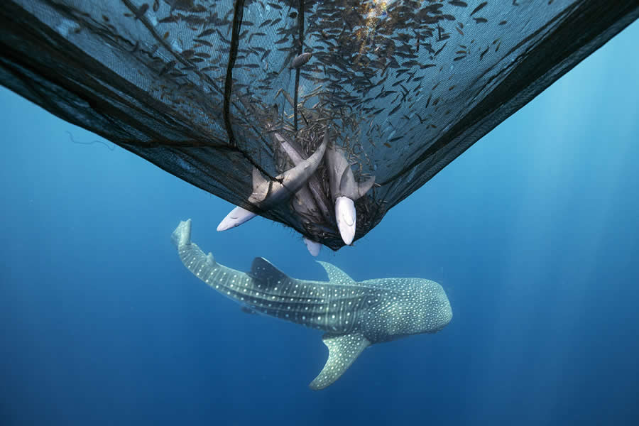2025 Ocean Photographer Of The Year Finalists