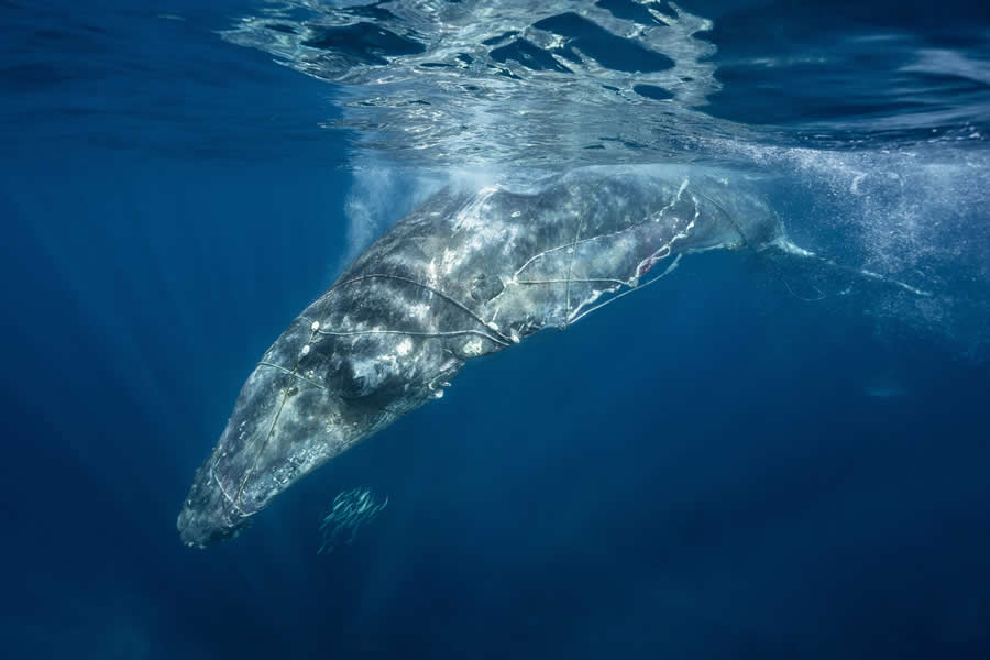 2025 Ocean Photographer Of The Year Finalists