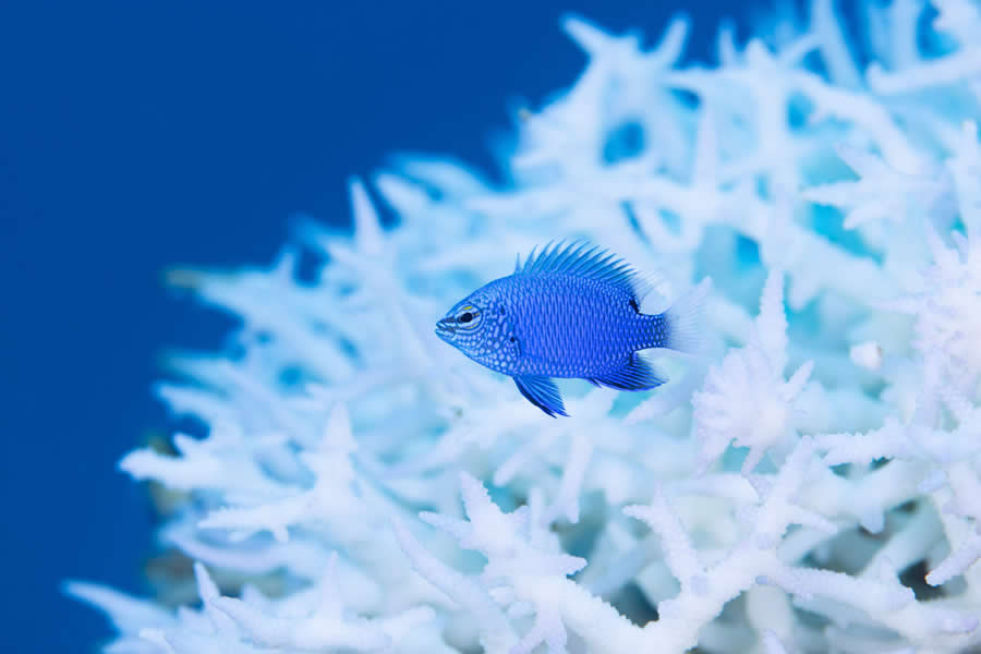 2025 Ocean Photographer Of The Year Finalists