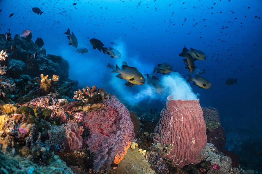 2025 Ocean Photographer Of The Year Finalists