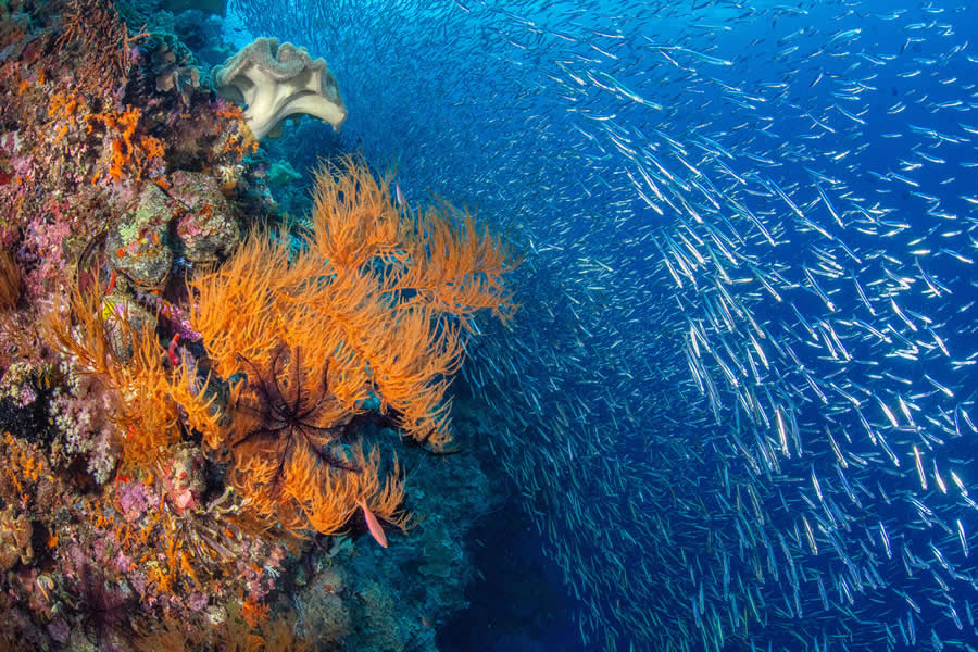 2025 Ocean Photographer Of The Year Finalists