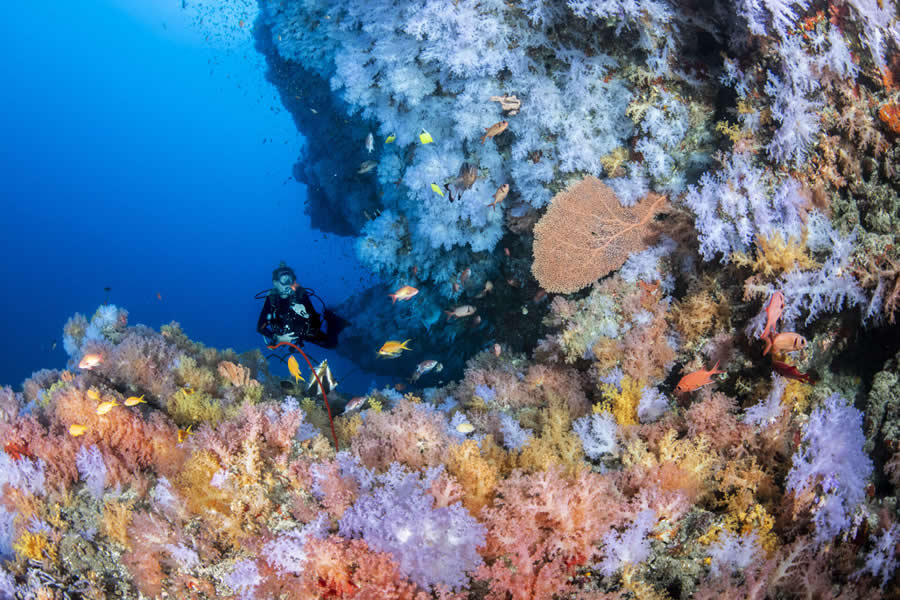 2025 Ocean Photographer Of The Year Finalists