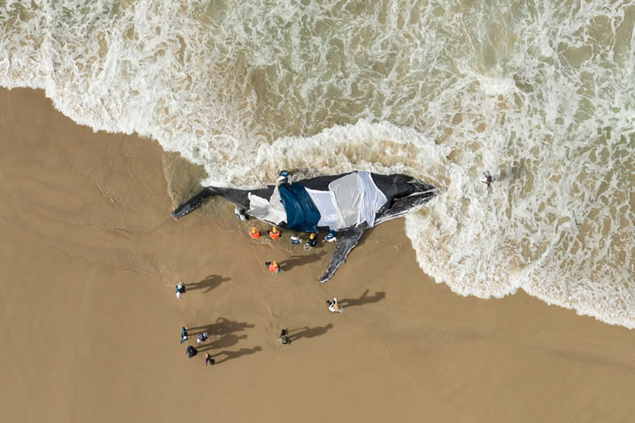 2025 Ocean Photographer Of The Year Finalists