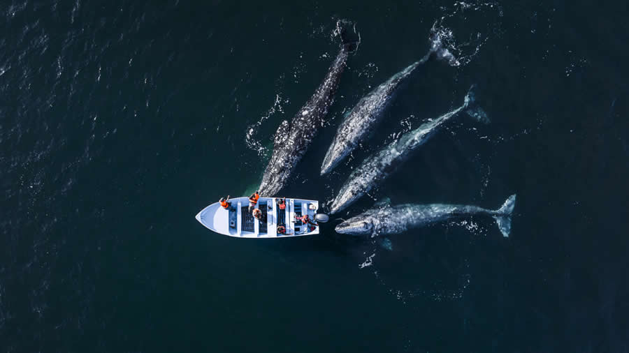 2025 Ocean Photographer Of The Year Finalists